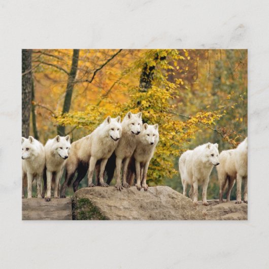 Carte Postale Loups blancs d'Alaska dans la forêt (Devant)