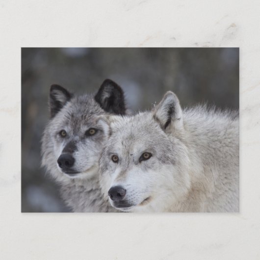 Carte Postale Loups (Canus lupus) | West Yellowstone (Devant)