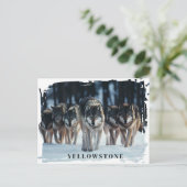 Carte postale Loups de Yellowstone (Debout devant)