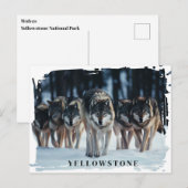 Carte postale Loups de Yellowstone (Devant / Derrière)