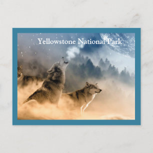 Carte postale Loups de Yellowstone