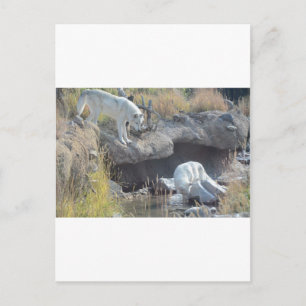 Carte Postale Loups Forêt Nature Pays Paix Amour Animal