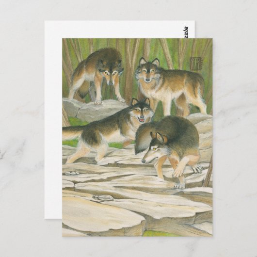 Carte Postale Loups gris (Devant / Derrière)