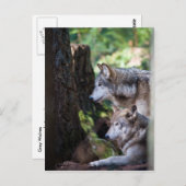 Carte Postale Loups gris (Devant / Derrière)