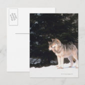Carte Postale Loups gris (Devant / Derrière)
