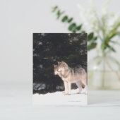 Carte Postale Loups gris (Debout devant)