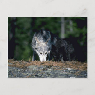 Carte Postale Loups gris-maman d'été avec (phase noire) petit