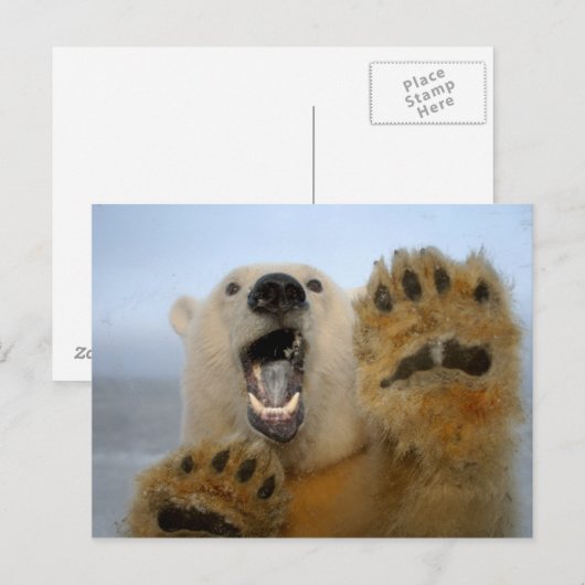 Carte Postale l'ours blanc, maritimus d'Ursus, regarde (Devant / Derrière)