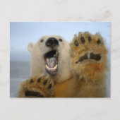 Carte Postale l'ours blanc, maritimus d'Ursus, regarde (Devant)