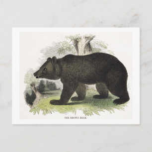 Carte Postale L'ours Brown, pub d'illustration pédagogique. par 