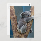 Carte Postale L'Ours De Koala Dort Dans Un Arbre (Devant / Derrière)