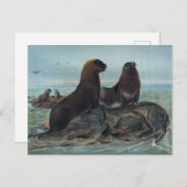 Carte Postale L'ours de mer par Joseph Wolf (Devant / Derrière)