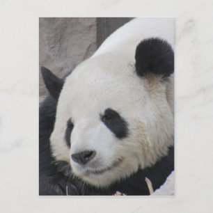 Carte Postale l'ours de panda géant