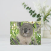 Carte Postale L'ours Koala d'Helaine (Debout devant)