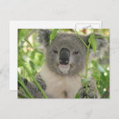 Carte Postale L'ours Koala d'Helaine (Devant / Derrière)
