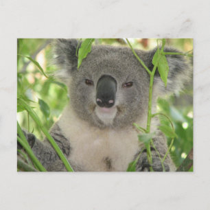 Carte Postale L'ours Koala d'Helaine