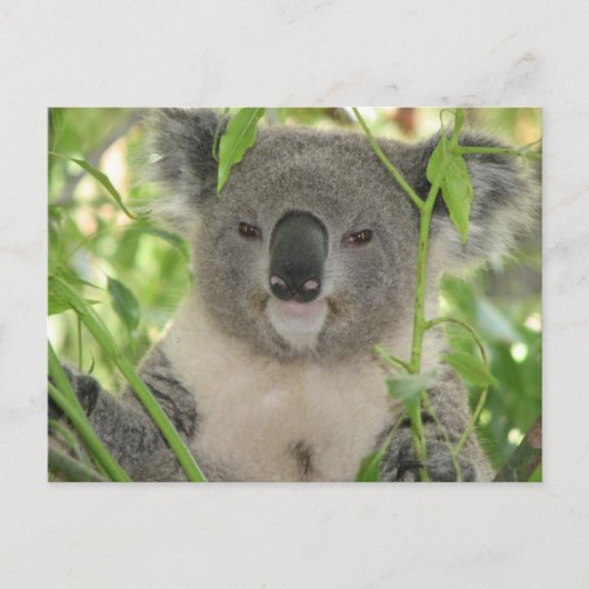 Carte Postale L'ours Koala d'Helaine (Devant)