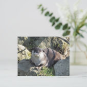 CARTE POSTALE LOUTE MIGNONNE (Debout devant)