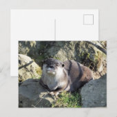 CARTE POSTALE LOUTE MIGNONNE (Devant / Derrière)