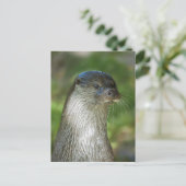 Carte Postale Loutre (Debout devant)