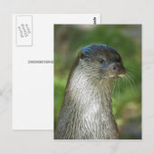 Carte Postale Loutre (Devant / Derrière)