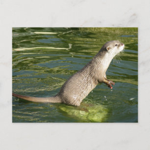 Carte Postale loutre asiatique courte griffée