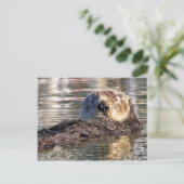 Carte Postale Loutre de flottement (Debout devant)