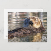 Carte Postale Loutre de flottement (Devant / Derrière)