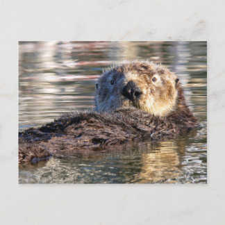 Carte Postale Loutre de flottement
