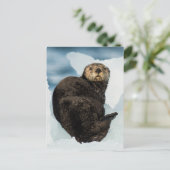 Carte Postale Loutre de mer (Debout devant)