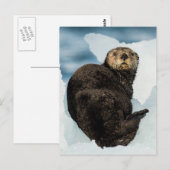 Carte Postale Loutre de mer (Devant / Derrière)