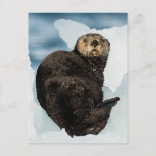 Carte Postale Loutre de mer