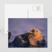Carte Postale Loutre de mer, Enhydra lutris (Devant / Derrière)