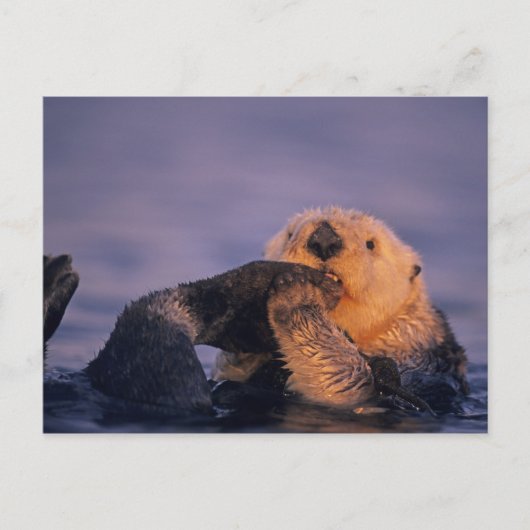 Carte Postale Loutre de mer, Enhydra lutris (Devant)