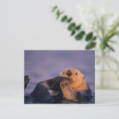 Carte Postale Loutre de mer, Enhydra lutris (Debout devant)