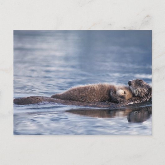 Carte Postale loutre de mer, Enhydra lutris lutris (Devant)