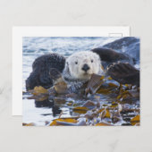 Carte Postale Loutre de mer enveloppée dans le kelp (Devant / Derrière)
