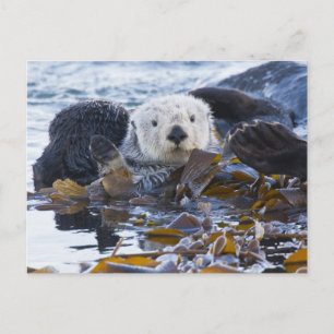 Carte Postale Loutre de mer enveloppée dans le kelp