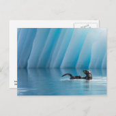 Carte Postale Loutre de mer espiègle (Devant / Derrière)