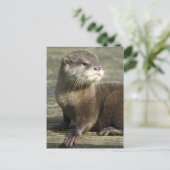 Carte Postale Loutre mignonne de bébé (Debout devant)