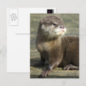 Carte Postale Loutre mignonne de bébé (Devant / Derrière)