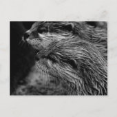 Carte Postale loutre noir et blanc (Devant)