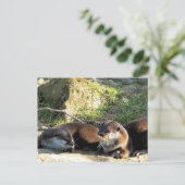 CARTE POSTALE LOUTRES (Debout devant)