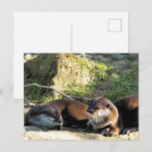 CARTE POSTALE LOUTRES (Devant / Derrière)