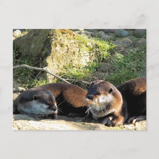 CARTE POSTALE LOUTRES (Devant)