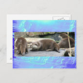 Carte postale - Loutres (Devant / Derrière)