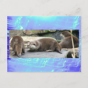 Carte postale - Loutres