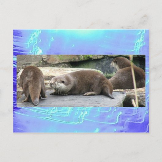 Carte postale - Loutres (Devant)