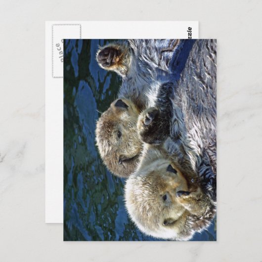 Carte Postale Loutres de mer (Devant / Derrière)