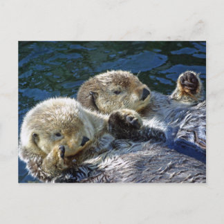 Carte Postale Loutres de mer